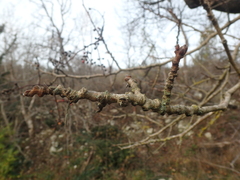Pistacia atlantica mutica