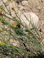 Porophyllum scoparium