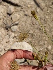 Porophyllum scoparium
