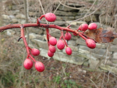 Pistacia atlantica mutica