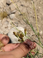 Porophyllum scoparium