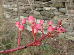 Pistacia atlantica mutica