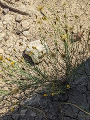 Porophyllum scoparium