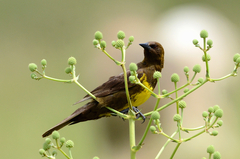 Pseudoleistes virescens