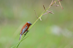 Sporophila cinnamomea