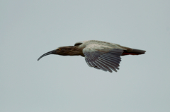 Theristicus caerulescens