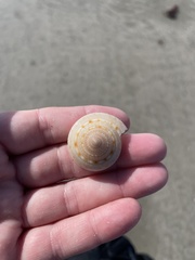Architectonica nobilis
