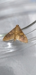 Psara obscuralis
