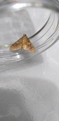 Psara obscuralis