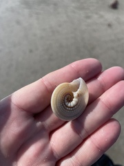 Architectonica nobilis