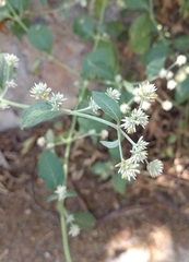 Gomphrenoideae