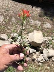 Castilleja wootonii