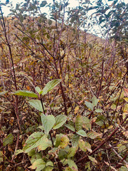 Cornus sericea occidentalis