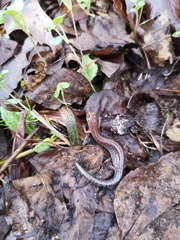Plethodon ventralis