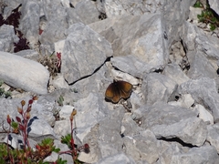Erebia pluto