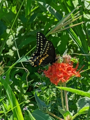 Nyctaginia capitata