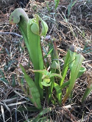Sarracenia minor