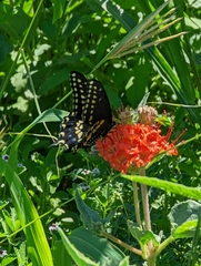 Nyctaginia capitata