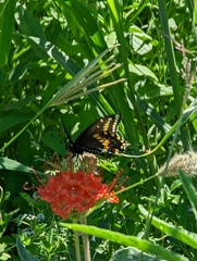 Nyctaginia capitata