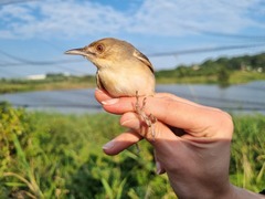 Cisticola erythrops