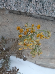 Tanacetum vulgare