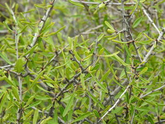Rhamnus oleoides