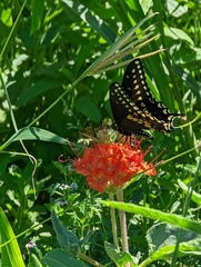 Nyctaginia capitata