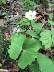 Jeffersonia diphylla