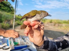 Camaroptera brachyura
