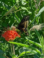 Nyctaginia capitata