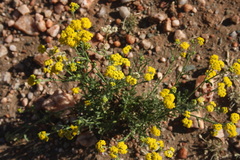 Nidorella resedifolia
