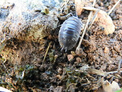Porcellio