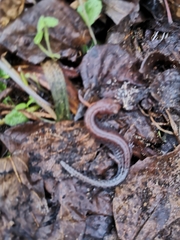 Plethodon ventralis