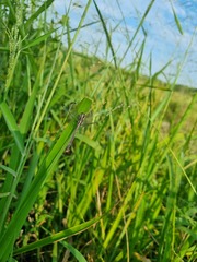 Hemistigma albipunctum