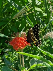 Nyctaginia capitata