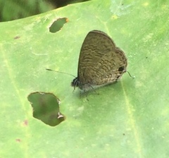 Prosotas nora superdates