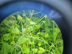 Hemistigma albipunctum