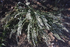Eriocephalus ericoides
