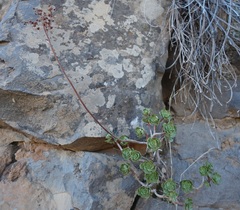 Image of Aeonium spathulatum