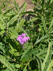 Verbena pulchella