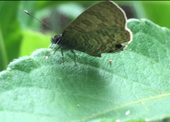 Prosotas nora superdates