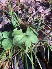 Ranunculus recurvatus