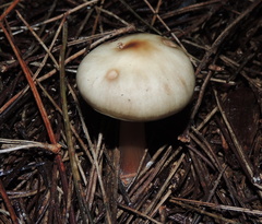Rhodocollybia asema