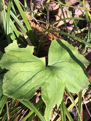 Ranunculus recurvatus