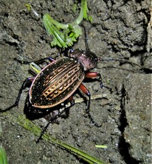 Carabus cancellatus