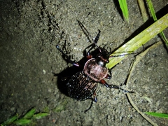 Carabus cancellatus