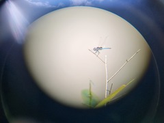 Urothemis edwardsii
