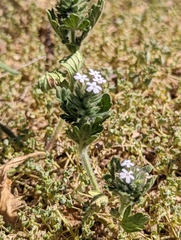 Verbena bracteata
