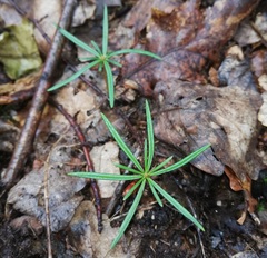 Abies alba
