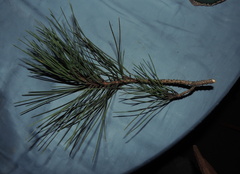 Pinus wallichiana
